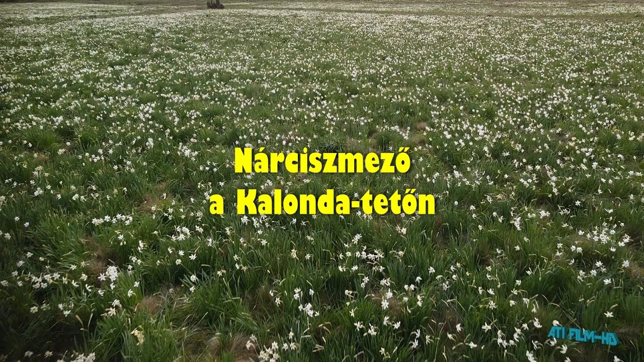 Nárciszmező a Kalonda-tetőn 2025 (ATIFILM)