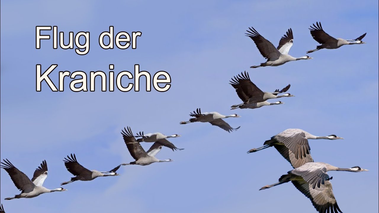 Der Flug der Kraniche - Ende Oktober 2019