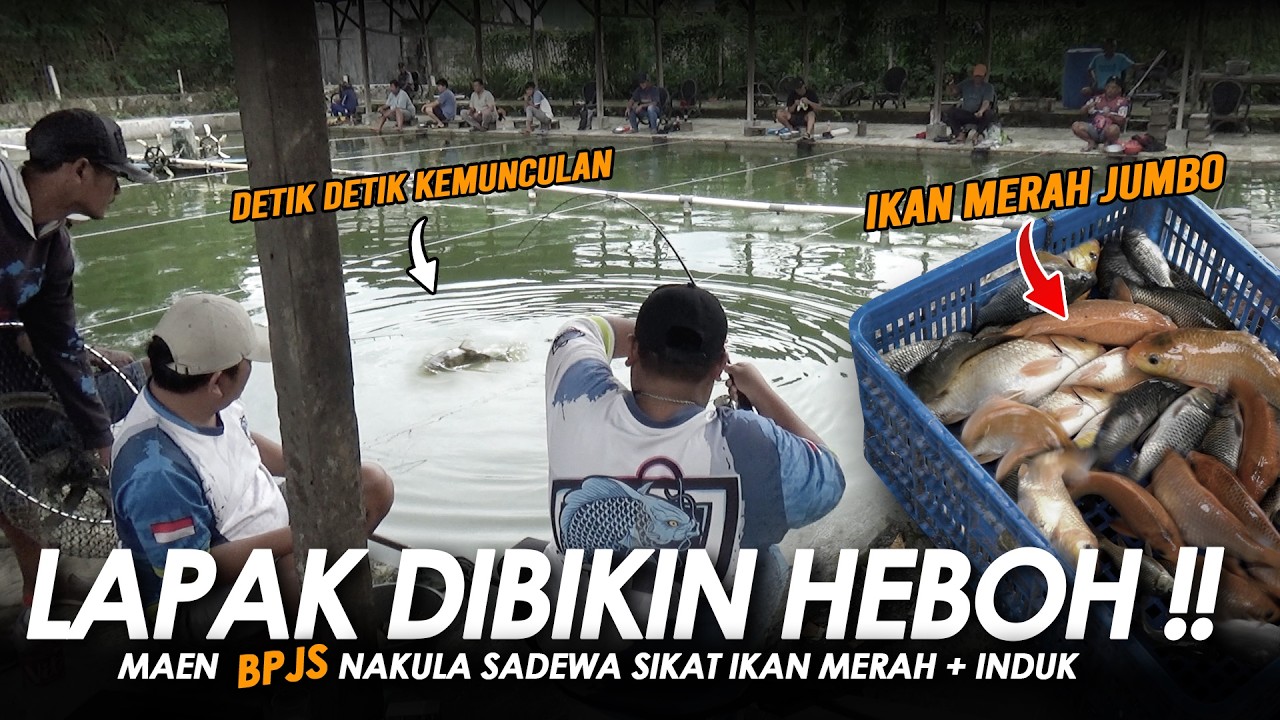 BIKIN HEBOH LAPAK DI TIKET BPJS !! NAKULA SADEWA SIKAT IKAN MERAH + INDUK || Am#695