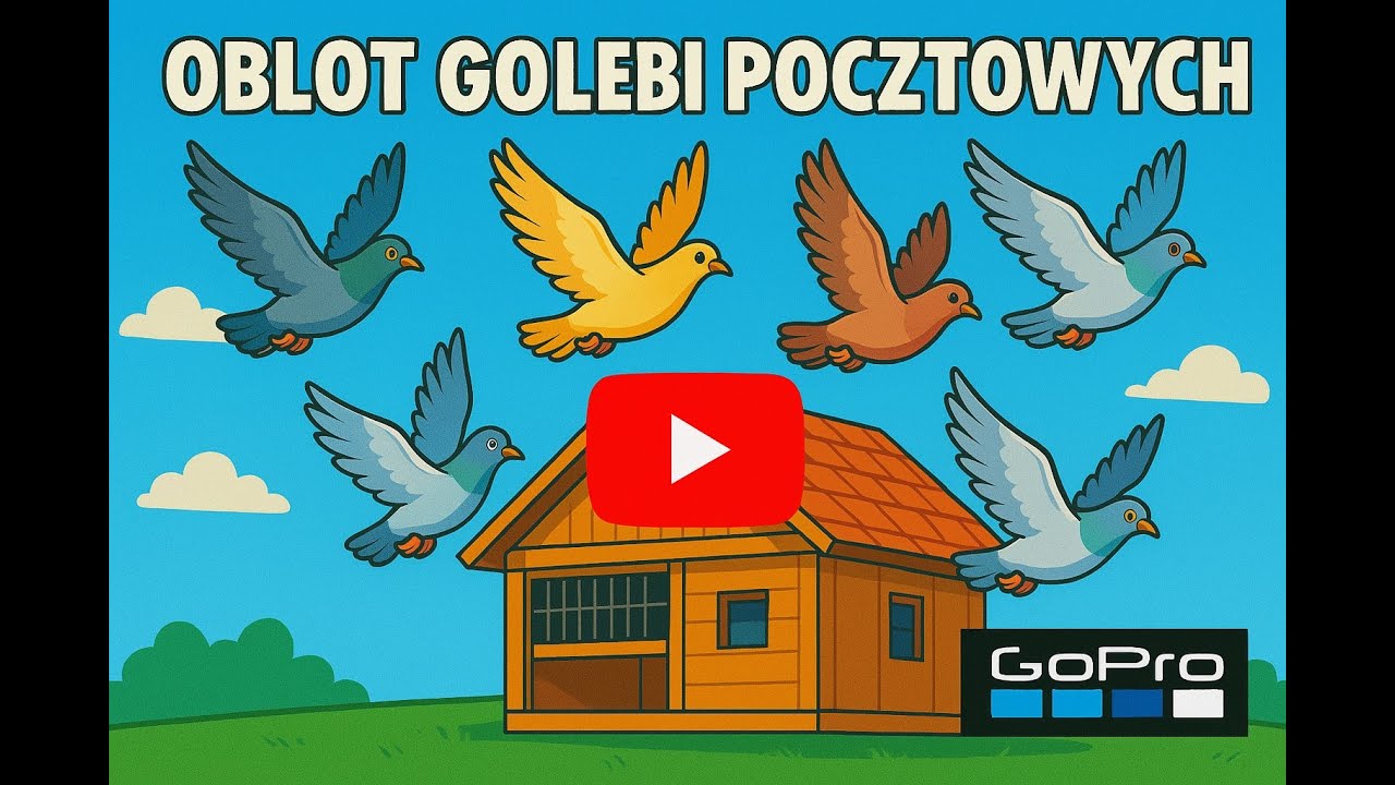 Seria - Obloty gołębi pocztowych - ZbigniewKukulkaTV