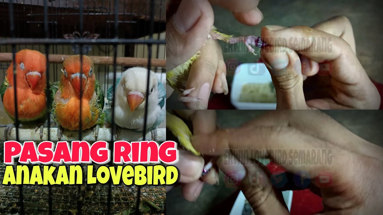 Cara Pasang Ring Lovebird