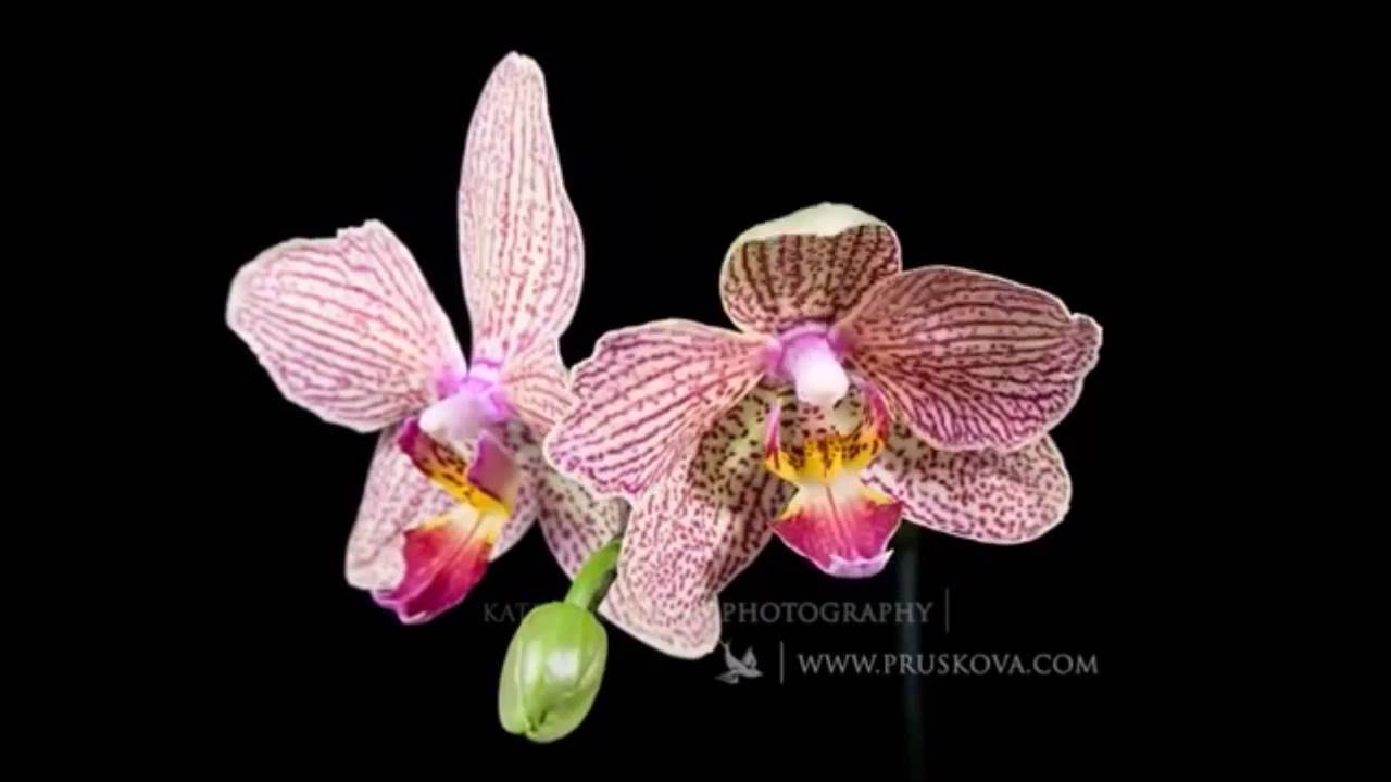 Tchaikovsky Waltz of Flowers - with dancing flowers - blooming time lapse