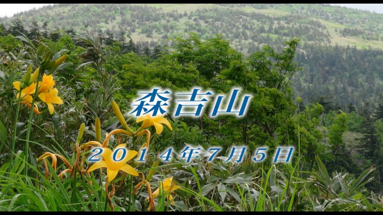 84 東北 森吉山7月2014年7月5日  - 生物多様性体験保全センター 高山植物を主とした野生植物の映像集
