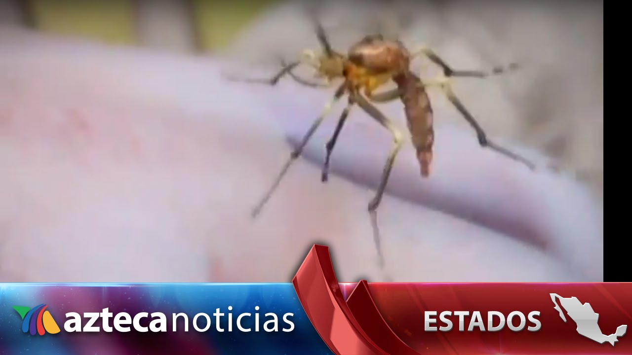 Cómo identificar enfermedades transmitidas por mosquitos