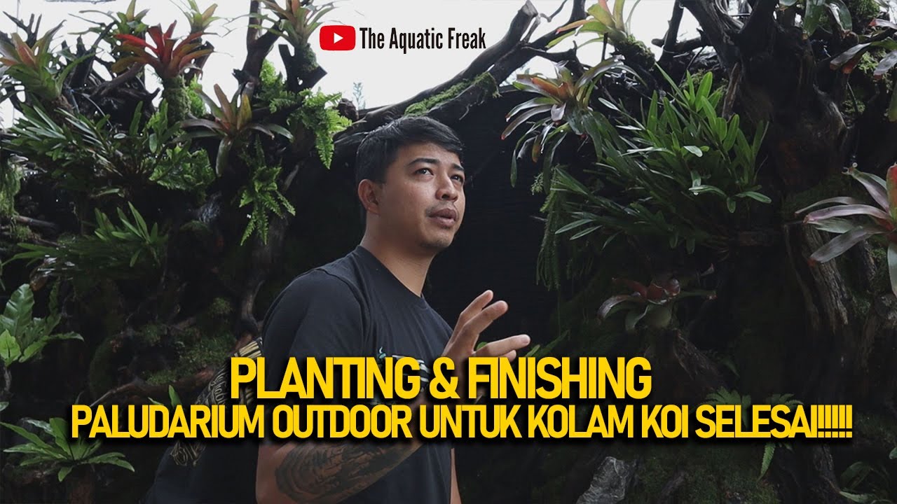 PLANTING & FINISHING PALUDARIUM OUTDOOR UNTUK KOLAM KOI SELESAI!!!!!