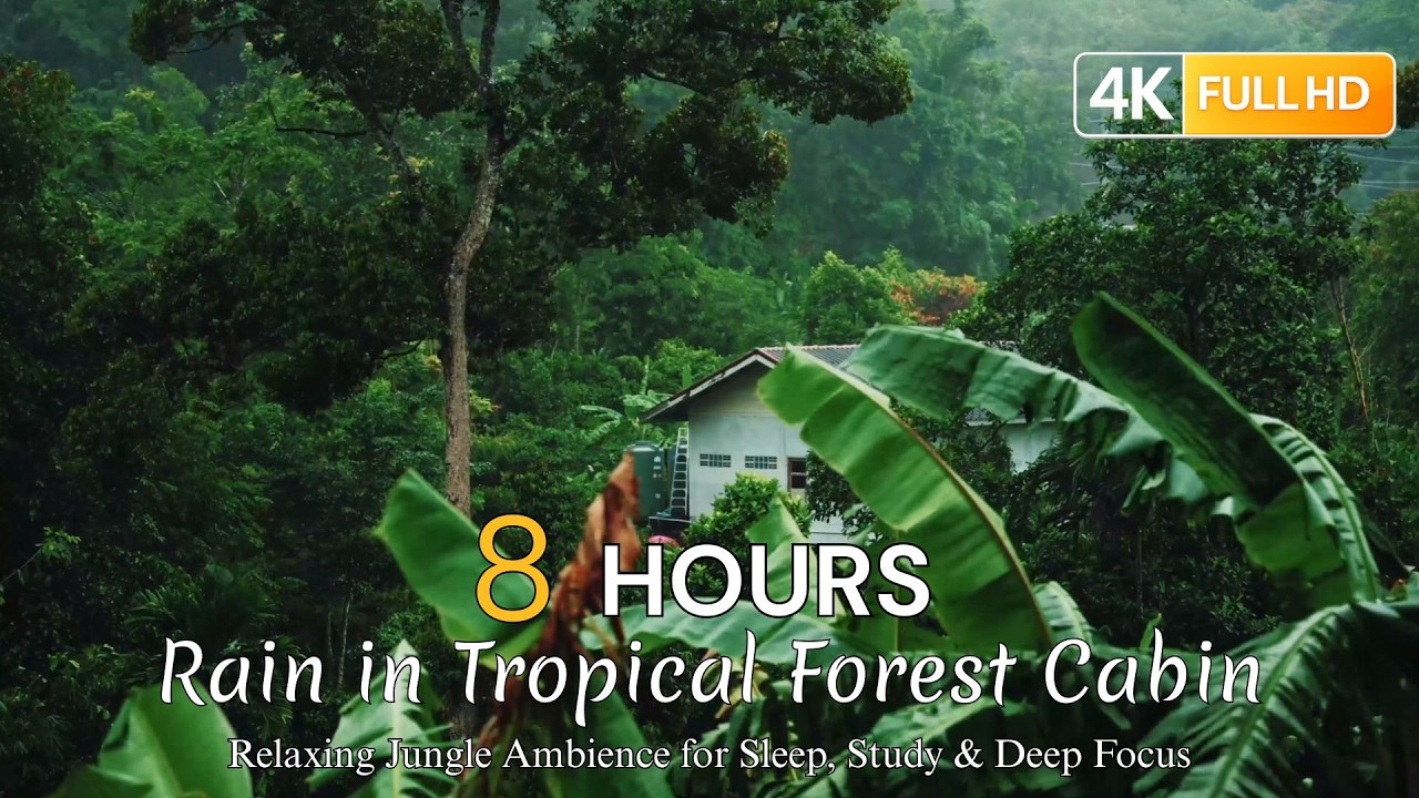 8 Hours Rain in Tropical Forest Cabin 🌿 Relaxing Jungle Ambience for Sleep, Study & Deep Focus
