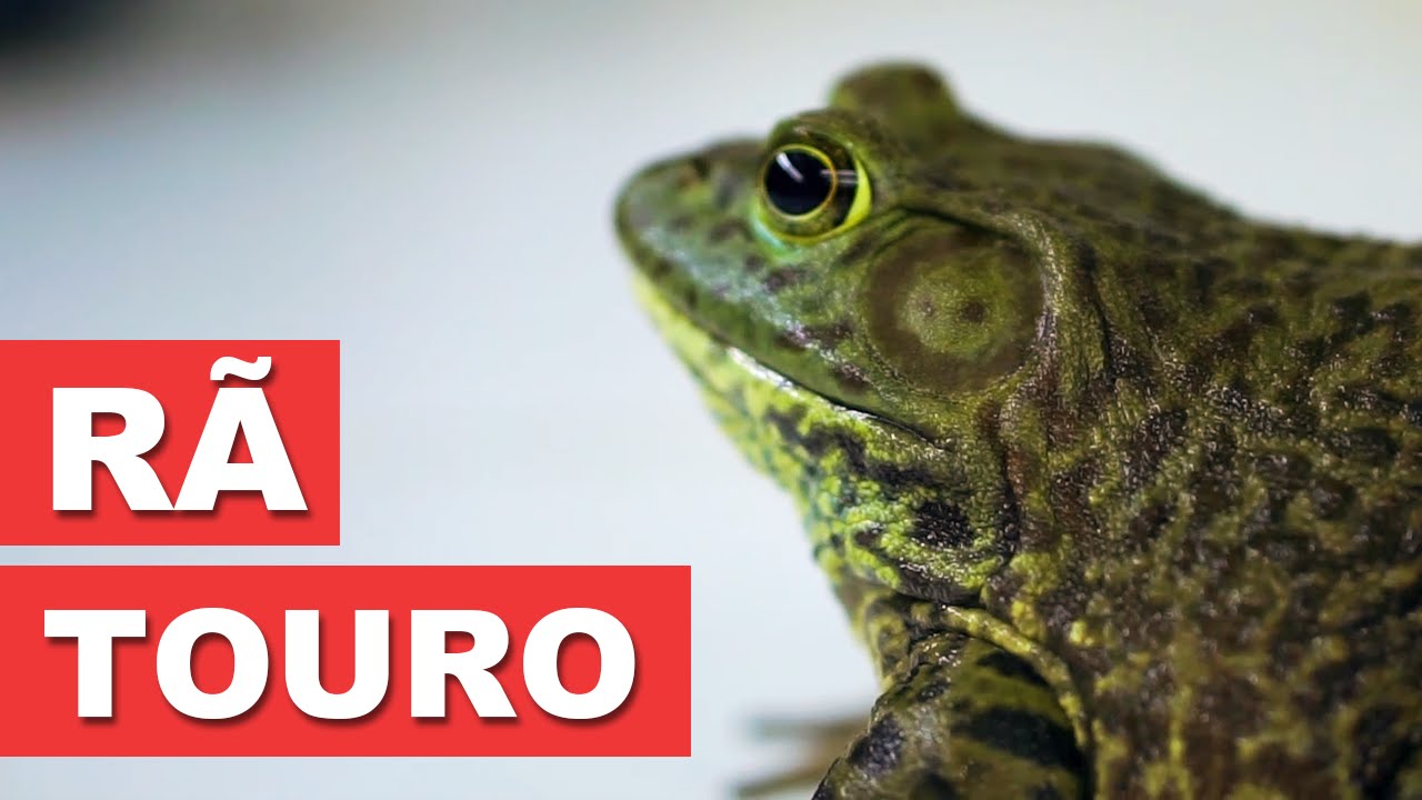 Rã Touro - Quatro Patas