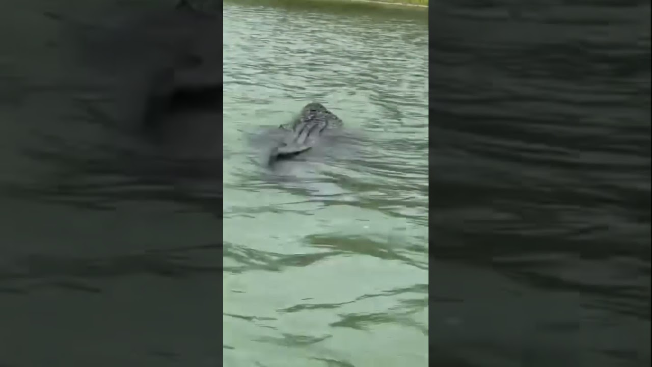 Alligator spotted by Eagle Pass Fire Department in the Rio Grande River