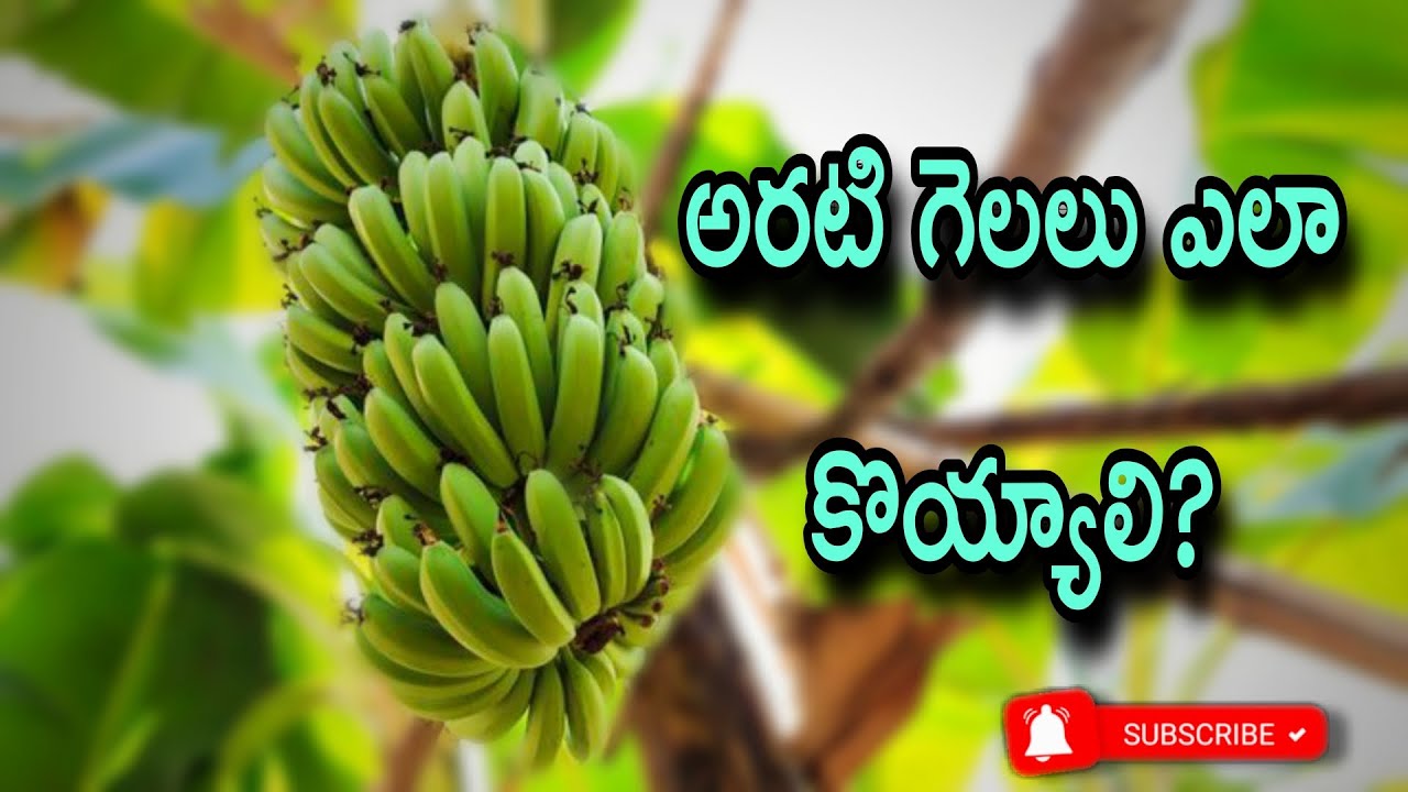 అరటి గెలలు ఇలా కోయాలి! 🍌 సులభమైన మార్గం | Krishna Farmer