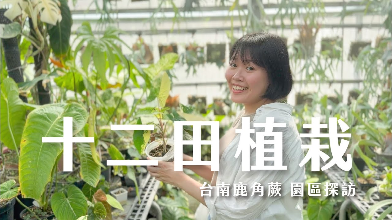 十二田植栽門市開箱，各式泰國進口鹿角蕨介紹！