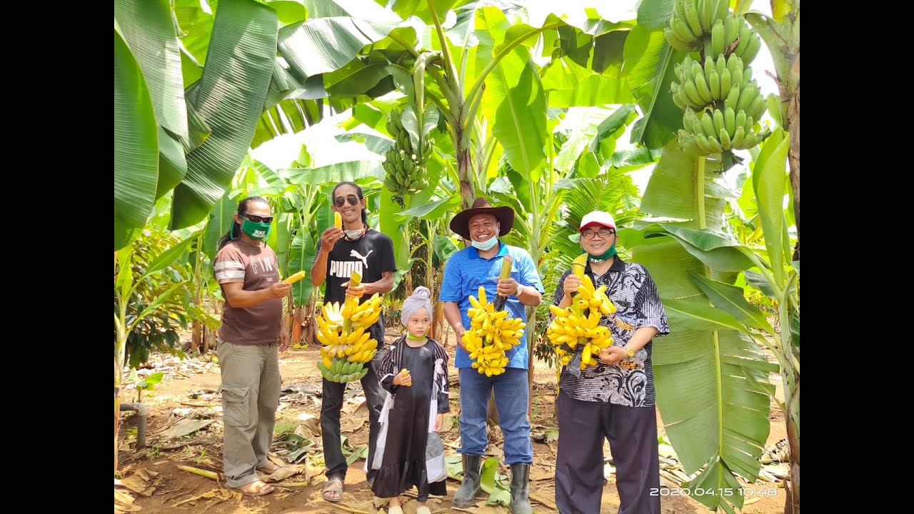 MELIHAT LEBIH DEKAT KEBUN PISANG RAJA BULU #sembodo