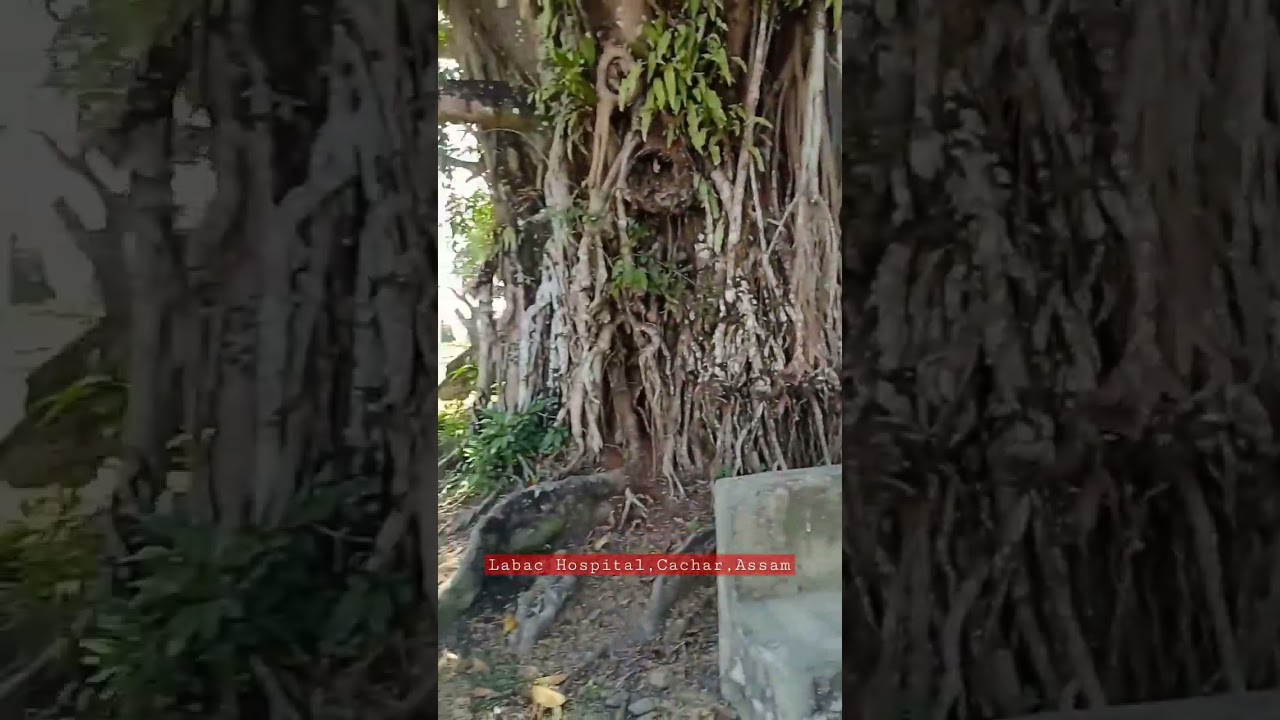 Labac Hospital,Cachar,Assam