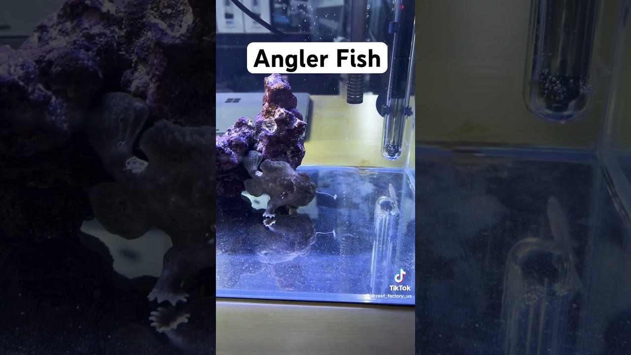 Angler Fish / Frog Fish