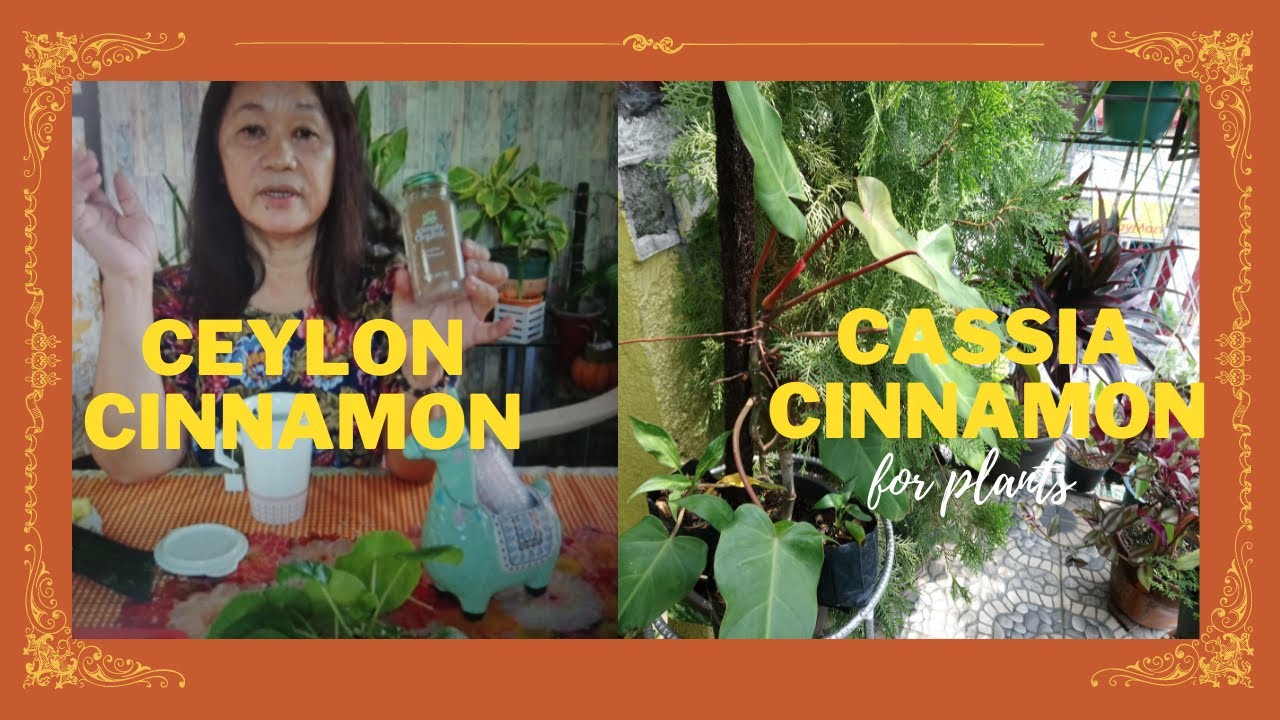 Ceylon cinnamon | Cassia cinnamon benefits @passionat60