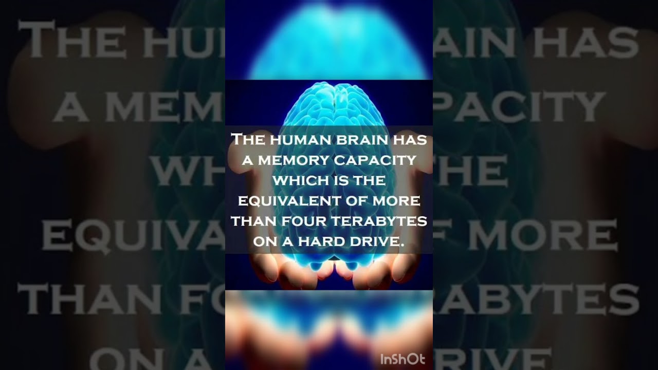 human brain memory capacity