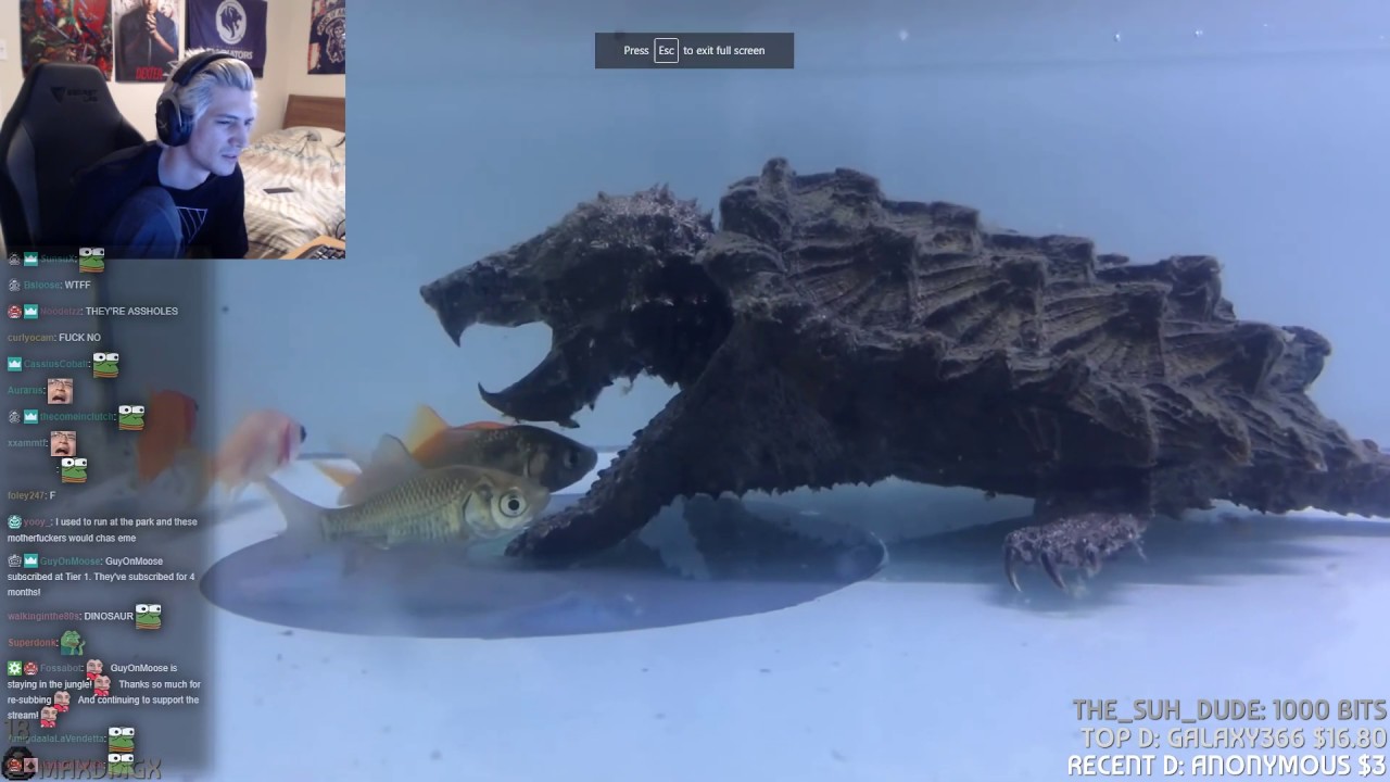 xQc Reacts to Interesting Animal Videos with Chat!