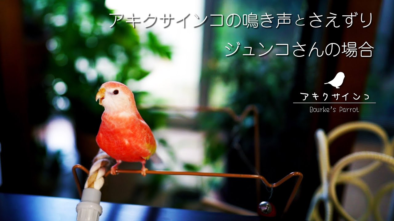 アキクサインコの鳴き声とさえずり（ジュンコさんの場合）[Bourke Parakeet]