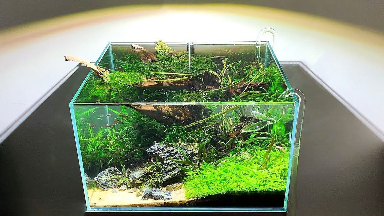 First Ever Aquascape - 500 day update - Aquascaper 600
