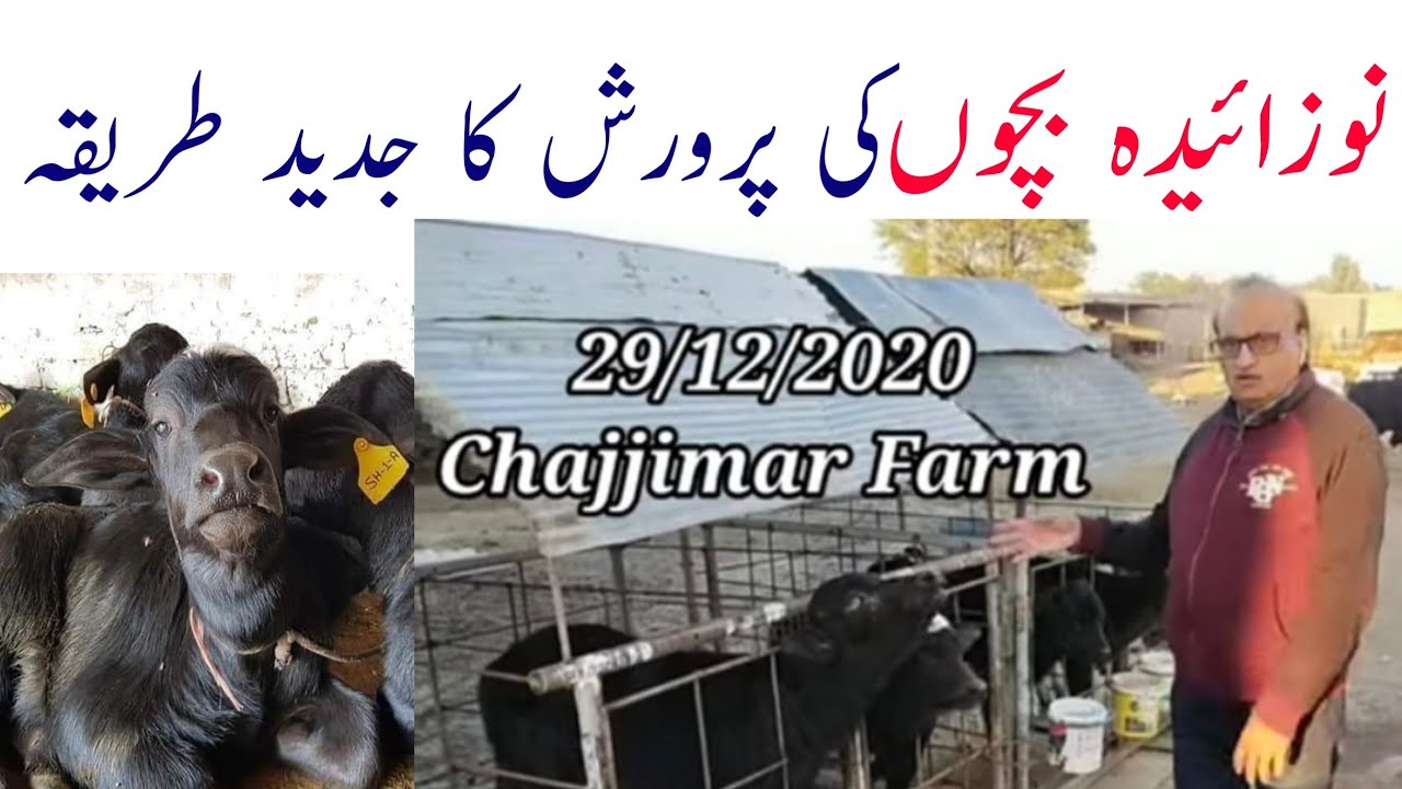 new born calf care and cage feeding system