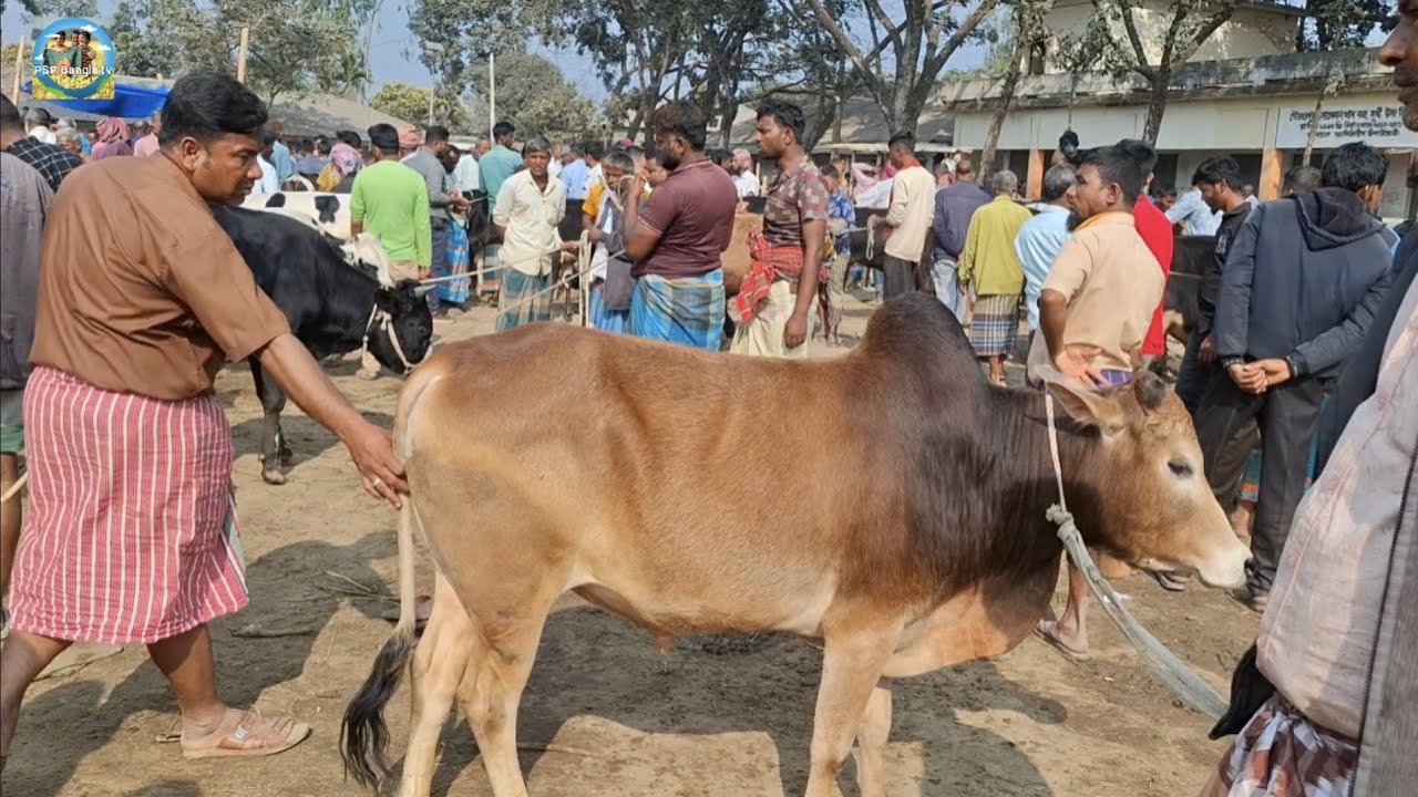 @ 17/2/2026|| ঢাকার খামারীর কিনে নেওয়া কুরবানির দাঁতালো দেশি জাতের ষাঁড় গরু খোচাবাড়ী হাটে||