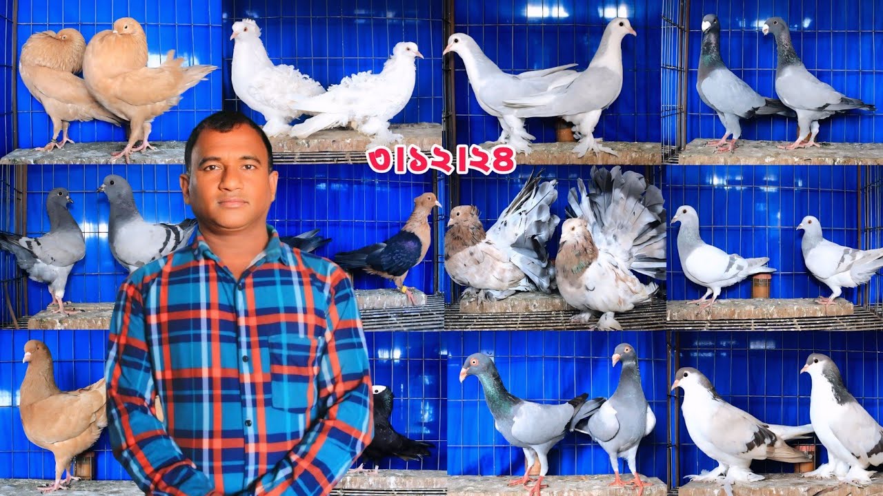 বাংলাদেশের সর্বোচ্চ জনপ্রিয় কবুতর কালেকশন। আব্দুল বারী ভাই এর কবুতর ফার্ম।