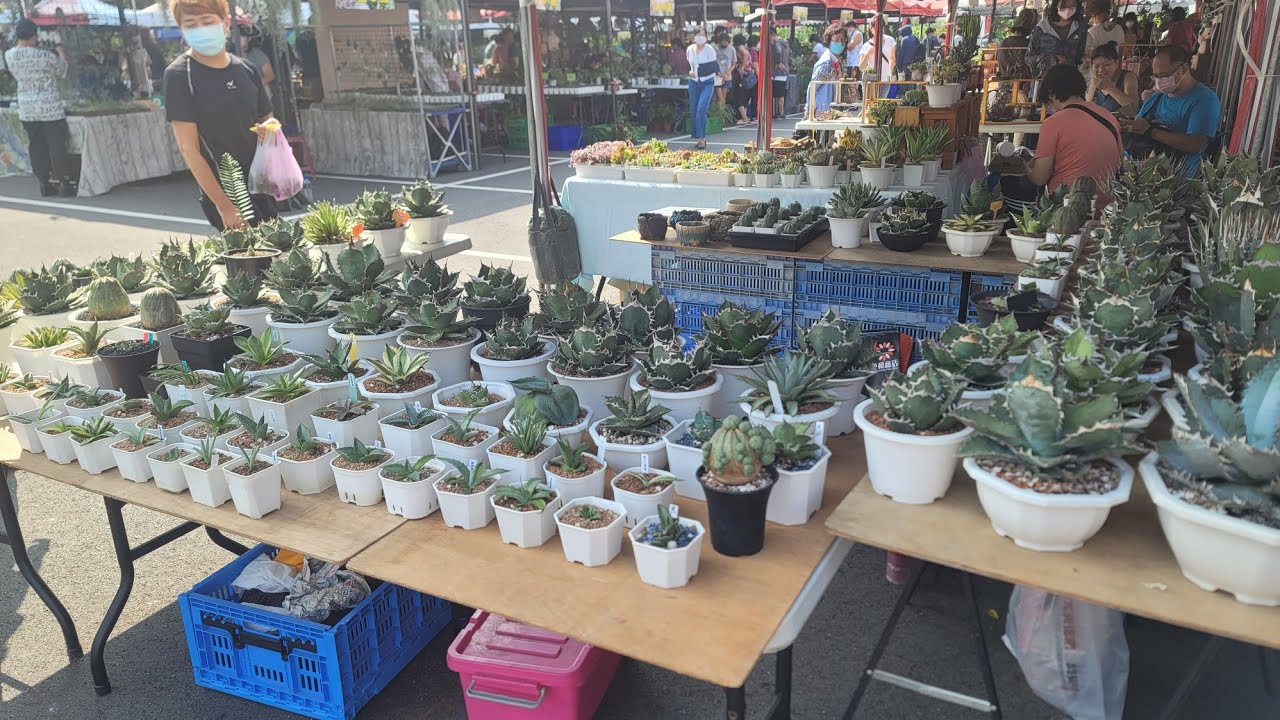 慢植生活植物市集-(龍舌蘭篇)，Yunlin Plants market-(Agave)
