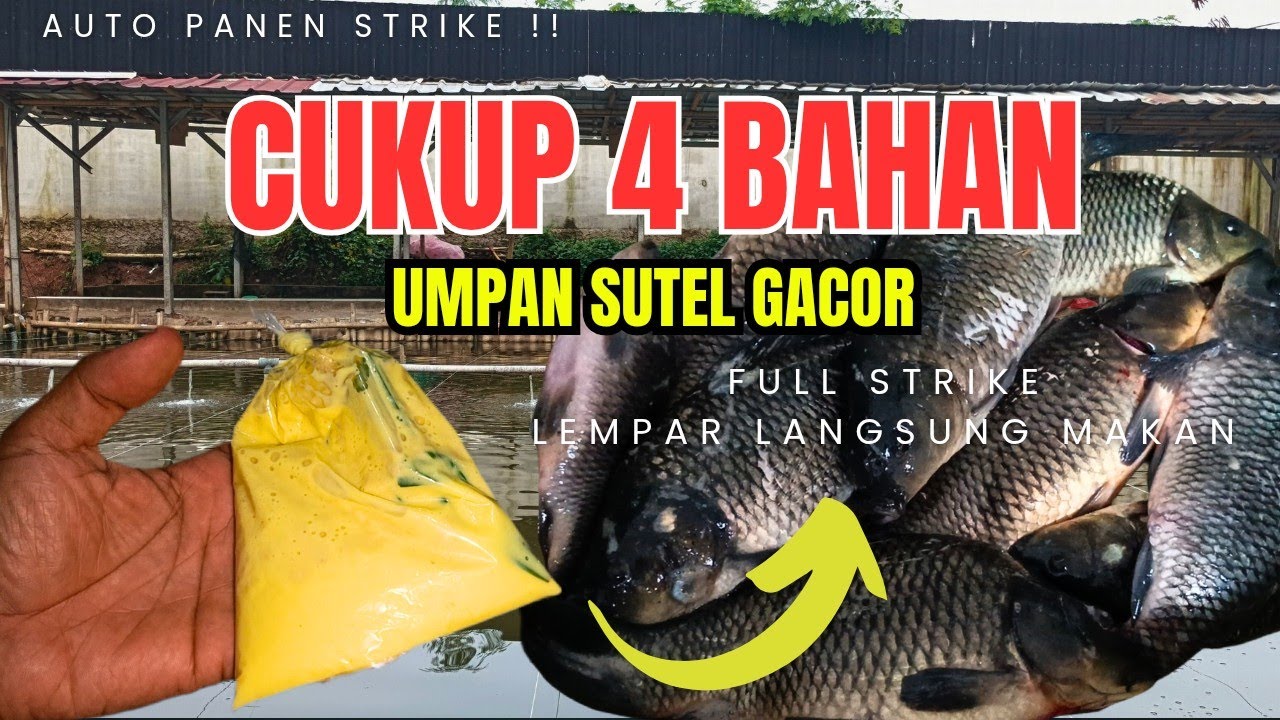 Cukup 4 Bahan‼️ Umpan SUTEL GACOR Ikan Mas &ndash; Baru Lempar Langsung Strike