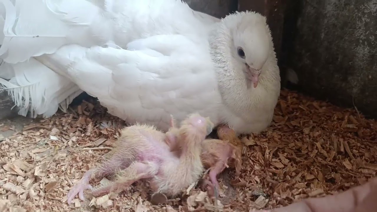 “Don’t Touch My Babies! 😳🕊️ Mother Pigeon Attacks Fearlessly – Full Video”