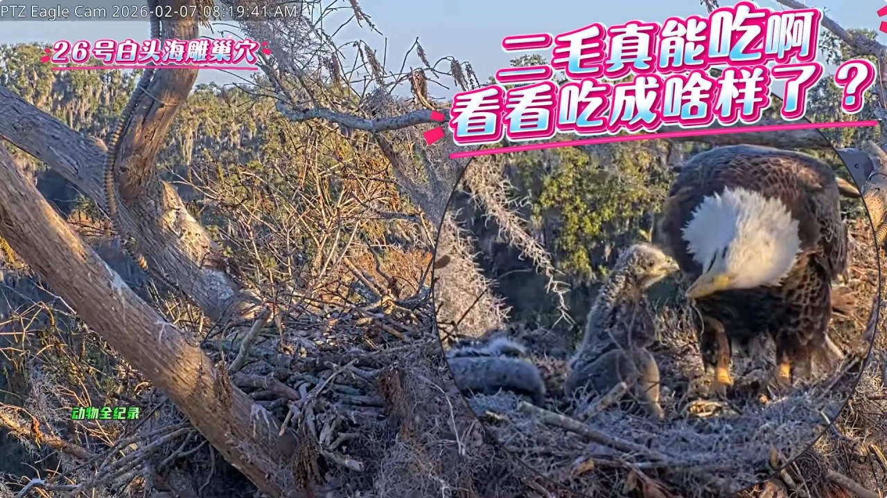 26号白头海雕：二毛吃撑了，食物阻到嗓子眼了