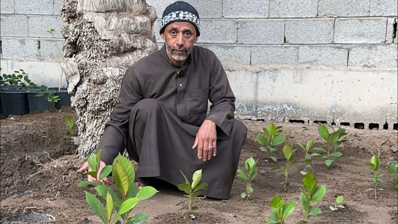 طريقة شتل اللوز الحساوي في المربعانية مع الزعيم ابوسلمان