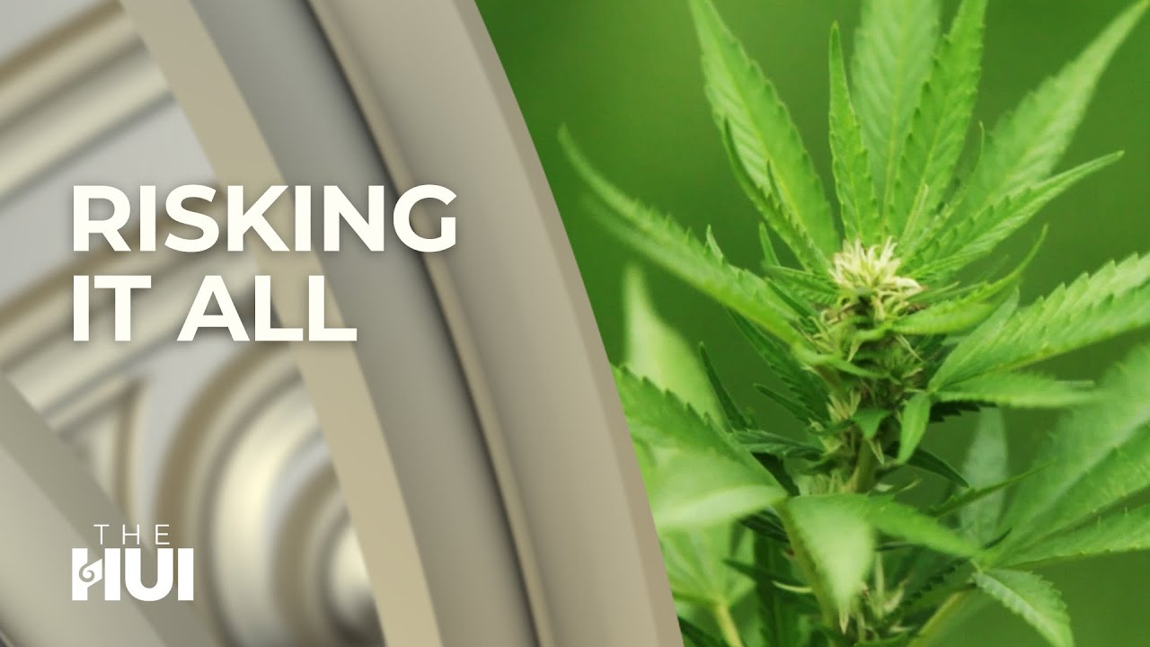 Green fairies risking jail by supplying illegal marijuana to those in pain I The Hui 2018