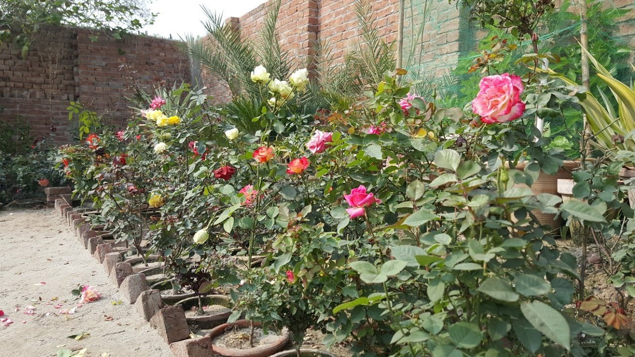 How To Get Maximum Basal Shoot From Rose Plant