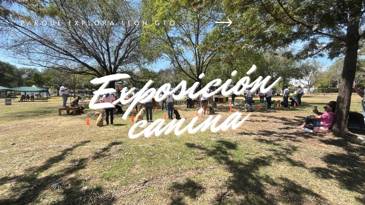 Exposición canina | adiestramiento a lomitos | Parque Explora 2024 4K