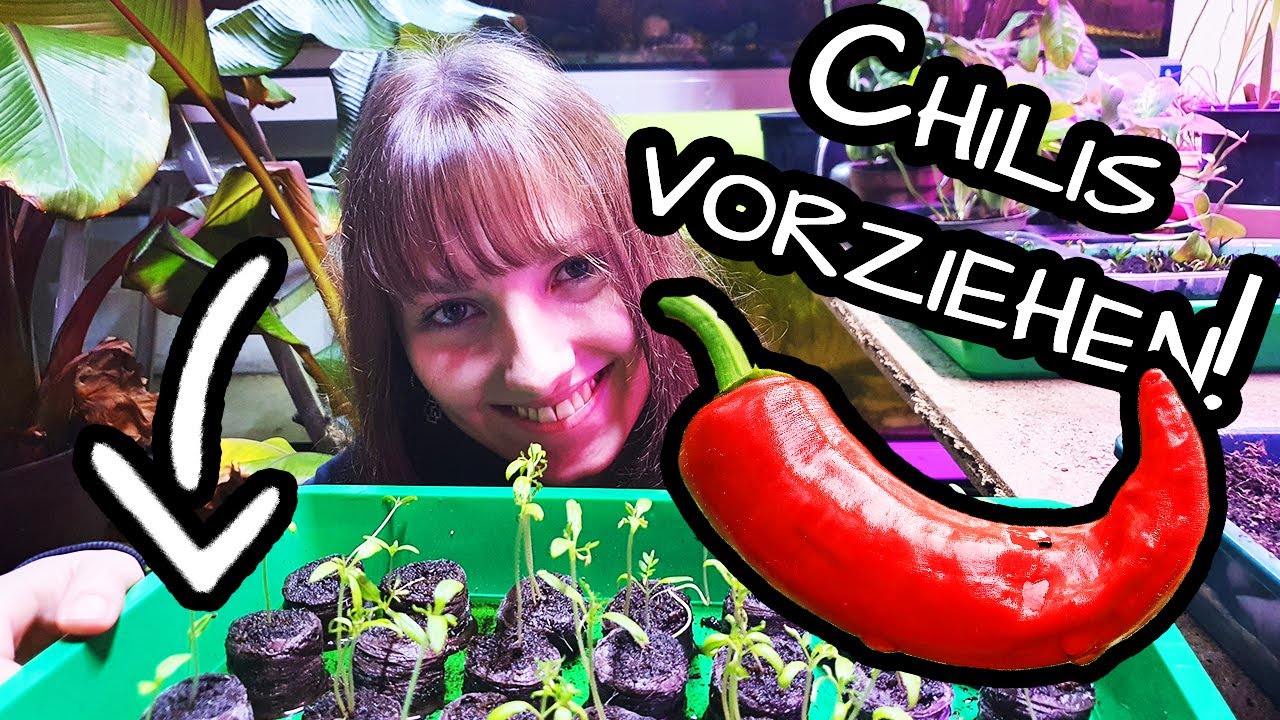 Chili erfolgreich vorziehen 🌶️ Anzucht: Jungpflanzen