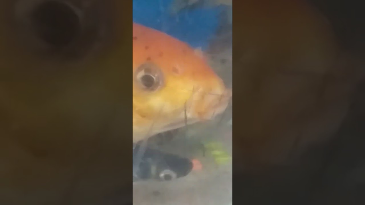 @Fish @fishshop @theearthnews