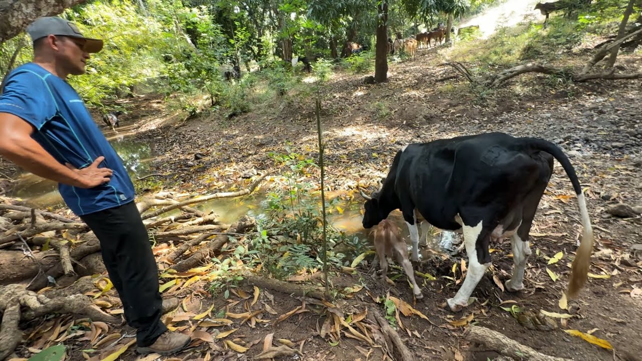 😱Mira así encontramos la vaca perdida 