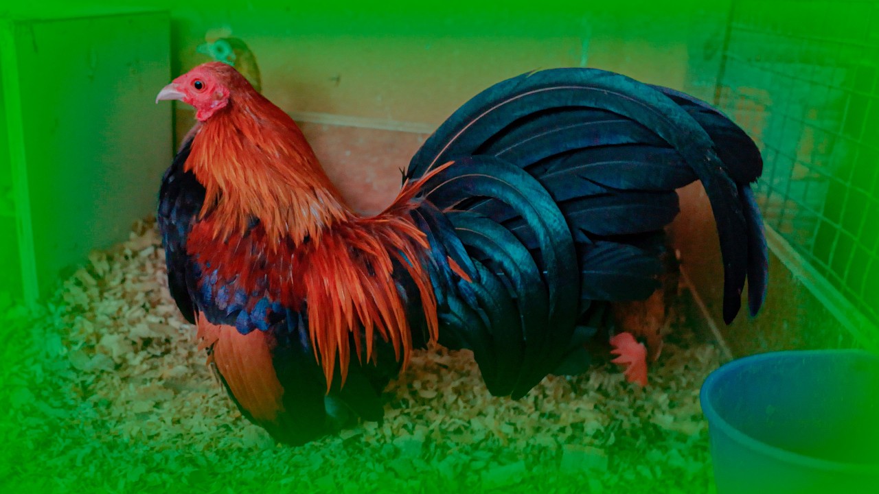 Conoce a Mis Gallos Kikirikis: Los Mejores del Criadero | Todos mis KIKIRIKIS