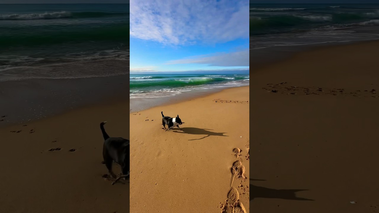 Bull Terrier 🐶 beach day out! #bullterrier #dog #dogs #animals #beach #sea