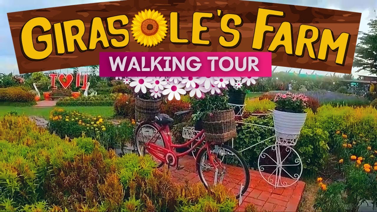 GIRASOLES Farm Candelaria Quezon Philippines Sunflower Field | Side Trip Walking Tour Cinematic Vlog