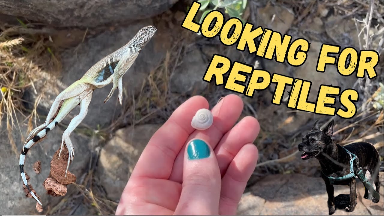 Looking For Desert Reptiles 🌵 First Arizona Herping Video of 2024 Searching For Snakes & Lizards!