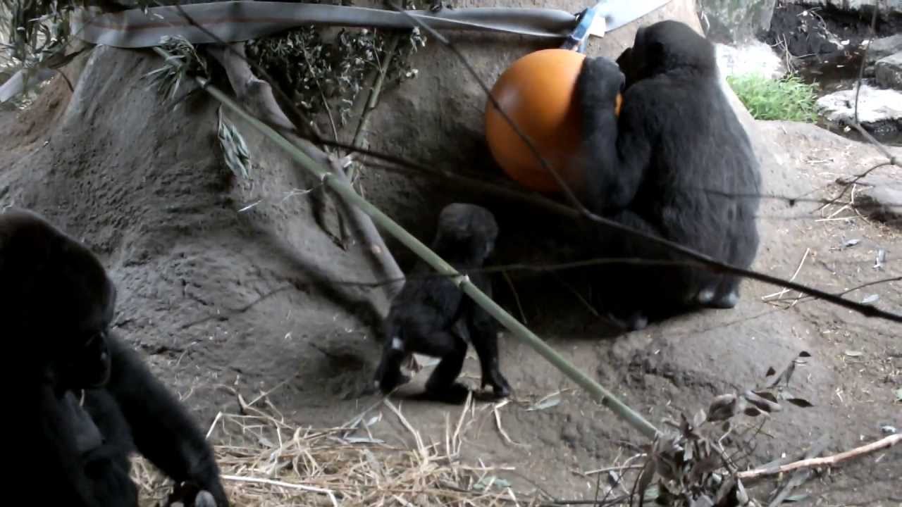 Baby gorilla scramble.ゴリラの赤ちゃん争奪戦。