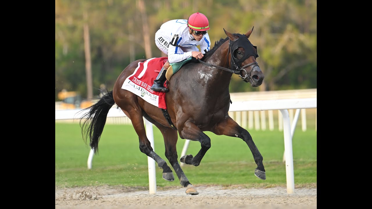 2025 Tampa Bay Derby (GIII) Full Race Replay - Owen Almighty