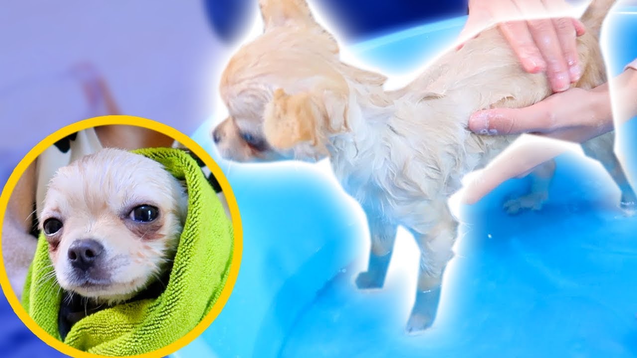 BAGNETTO AL NOSTRO CUCCIOLO RAY! *prima volta*
