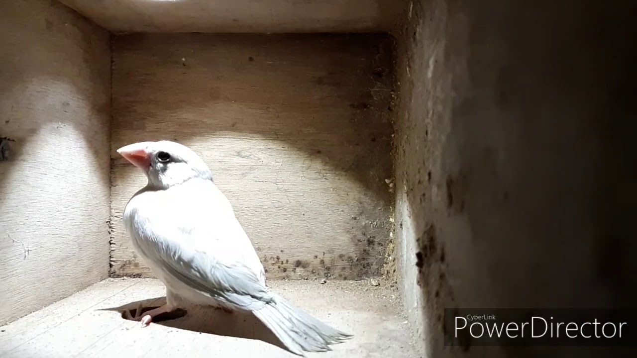 MES OISEAUX (oiseaux exotiques bec droit et bec crochu)
