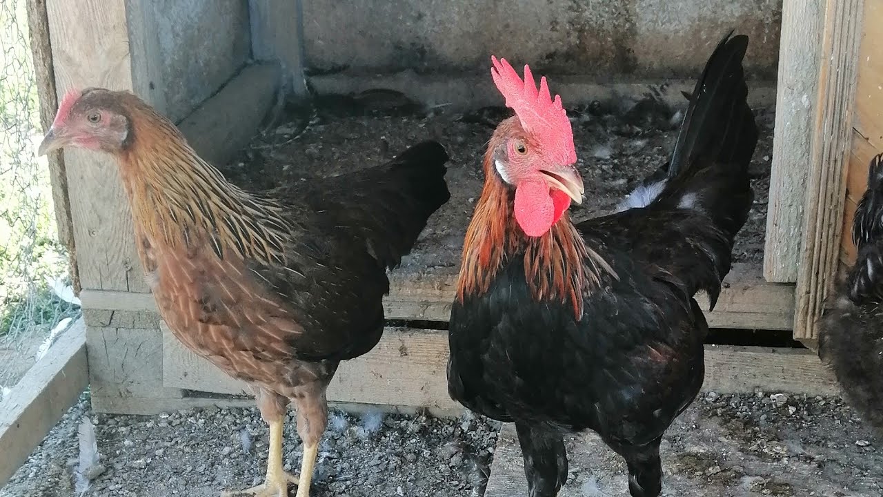 Revenim în forță cu clipurile / noutăți la animale