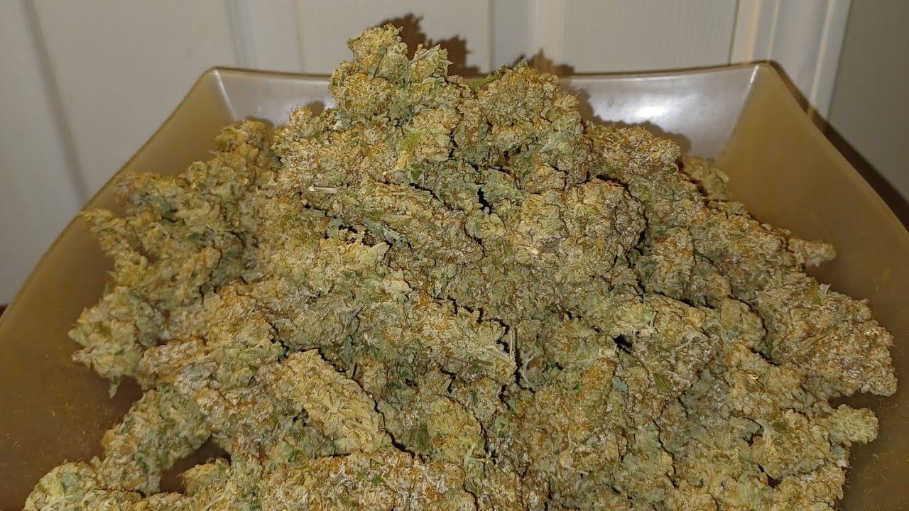 Gorilla Jealousy F1, Seedsman final weight 1 plant. medical marijuana