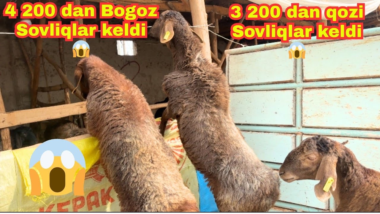 🔥4 200 DAN BO‘G‘OZ SOVLIQLAR VA 3 200 DAN QO‘ZILAR KELDI! 💥 SHOSHILAMIZ #arashan #hisori #sovliq 