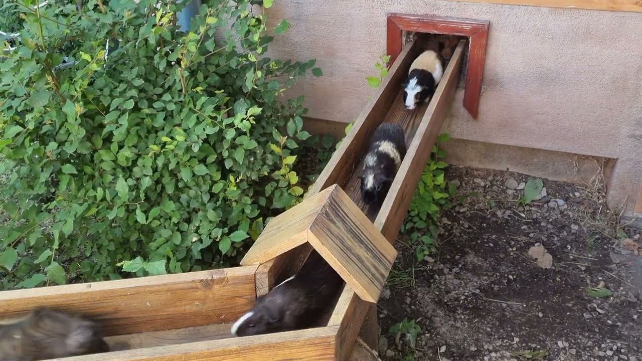 ZOO Győr - Tengerimalac vonat