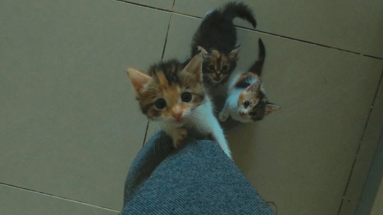 Adorable Kittens Lose Their Minds Over Chicken!