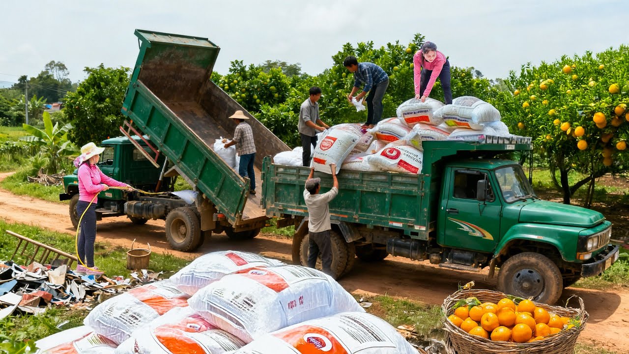 Use Truck Transport: 20+ Tons Fertilizer Bags & Corrugated Iron to Orange Garden | Tieu Hue Daily